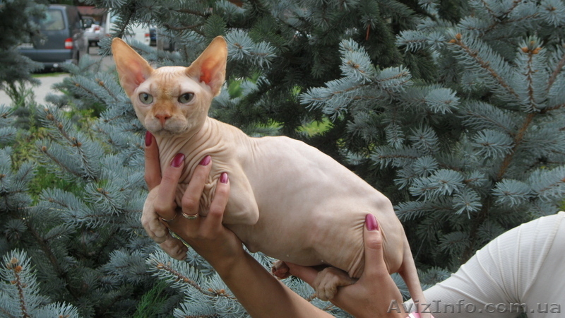 евро чемпион канадский сфинкс приглашает на вязку  - <ro>Изображение</ro><ru>Изображение</ru> #2, <ru>Объявление</ru> #829943