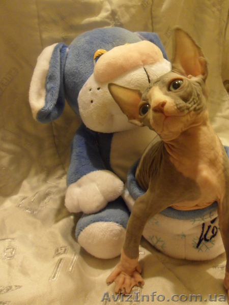 продам котёнка канадского сфинкса - <ro>Изображение</ro><ru>Изображение</ru> #1, <ru>Объявление</ru> #829938