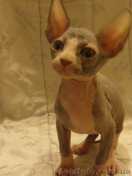 продам котёнка канадского сфинкса - <ro>Изображение</ro><ru>Изображение</ru> #2, <ru>Объявление</ru> #829938