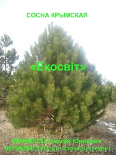 Саженцы сосны крымской - <ro>Изображение</ro><ru>Изображение</ru> #2, <ru>Объявление</ru> #837704