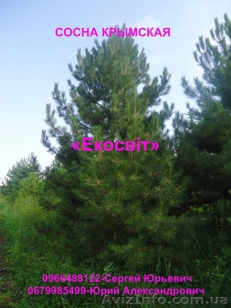 Саженцы сосны крымской - <ro>Изображение</ro><ru>Изображение</ru> #1, <ru>Объявление</ru> #837704