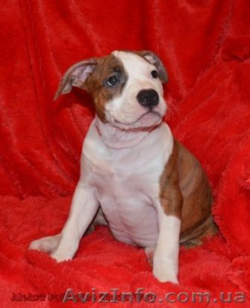 Девочки щенки Амстафф. Терьера.(Киев). - <ro>Изображение</ro><ru>Изображение</ru> #3, <ru>Объявление</ru> #800669