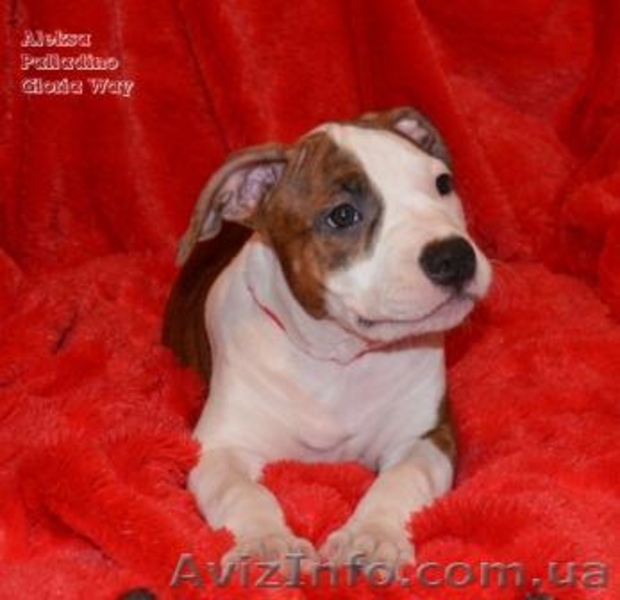 Девочки щенки Амстафф. Терьера.(Киев). - <ro>Изображение</ro><ru>Изображение</ru> #4, <ru>Объявление</ru> #800669