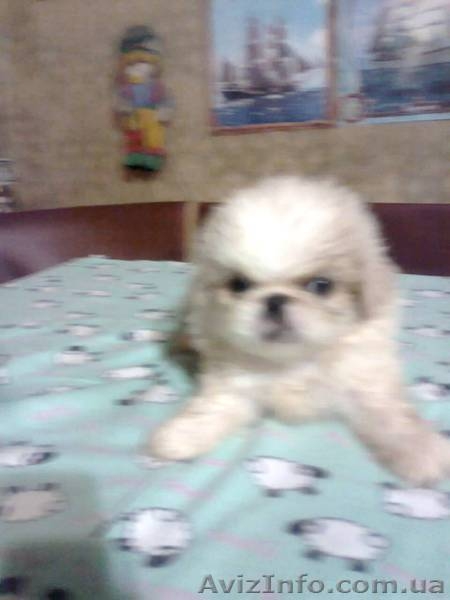 Подарите любимой на 8 Марта щенка пекинеса, доставьте ей радость! - <ro>Изображение</ro><ru>Изображение</ru> #1, <ru>Объявление</ru> #815491