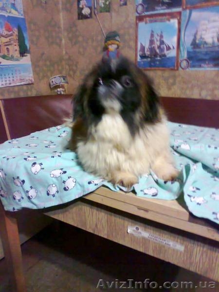 Подарите любимой на 8 Марта щенка пекинеса, доставьте ей радость! - <ro>Изображение</ro><ru>Изображение</ru> #5, <ru>Объявление</ru> #815491