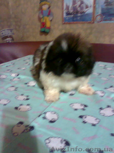 Подарите любимой на 8 Марта щенка пекинеса, доставьте ей радость! - <ro>Изображение</ro><ru>Изображение</ru> #3, <ru>Объявление</ru> #815491