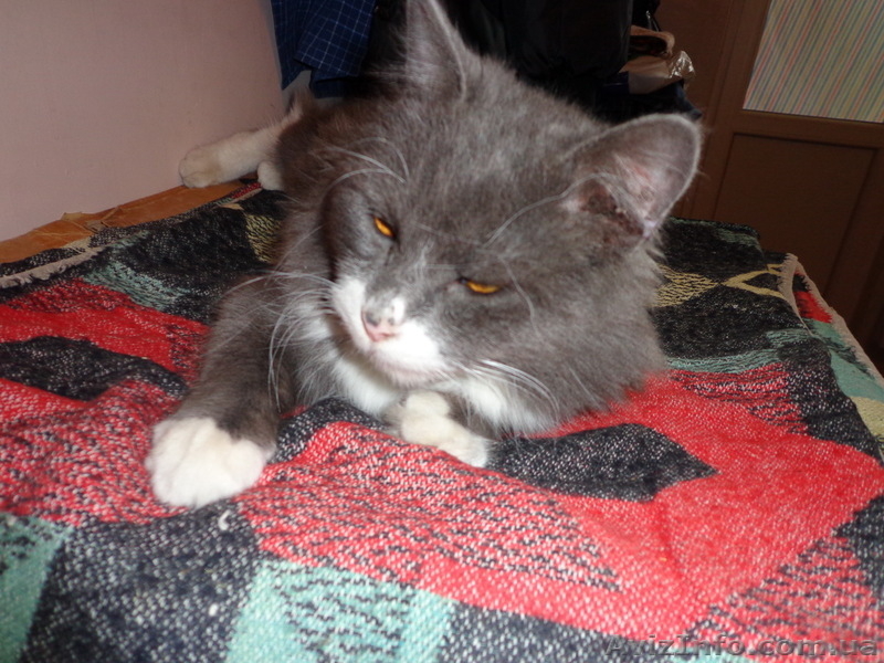 Шикарный длинношёрстный кот (приблудился) - <ro>Изображение</ro><ru>Изображение</ru> #4, <ru>Объявление</ru> #843466