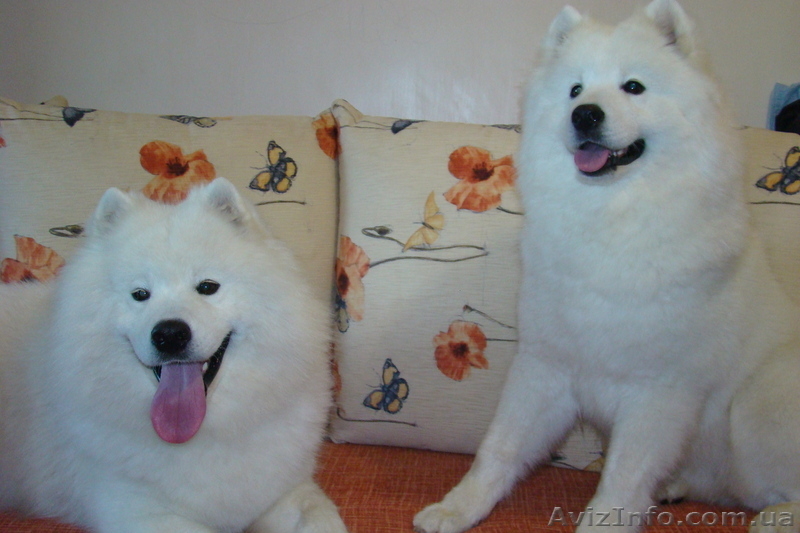 Продам щенков самоедской лайки - <ro>Изображение</ro><ru>Изображение</ru> #3, <ru>Объявление</ru> #845412