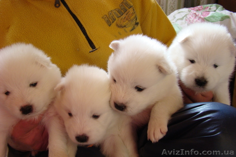 Продам щенков самоедской лайки - <ro>Изображение</ro><ru>Изображение</ru> #1, <ru>Объявление</ru> #845412