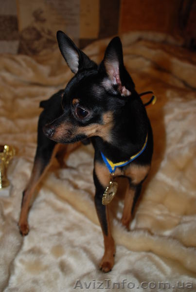 Кобель той-терьер для вязки - <ro>Изображение</ro><ru>Изображение</ru> #3, <ru>Объявление</ru> #842550