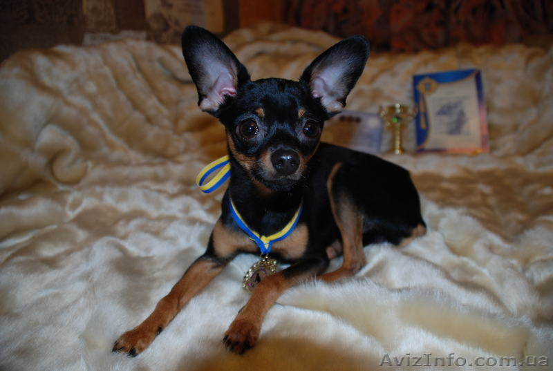 Кобель той-терьер для вязки - <ro>Изображение</ro><ru>Изображение</ru> #4, <ru>Объявление</ru> #842550