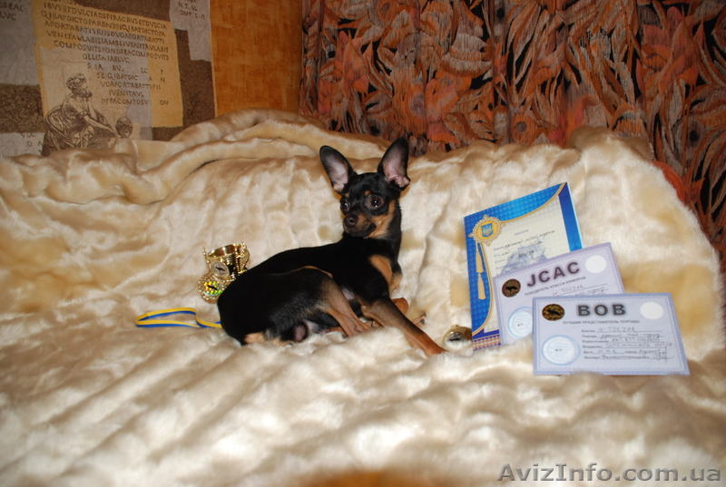 Кобель той-терьер для вязки - <ro>Изображение</ro><ru>Изображение</ru> #5, <ru>Объявление</ru> #842550