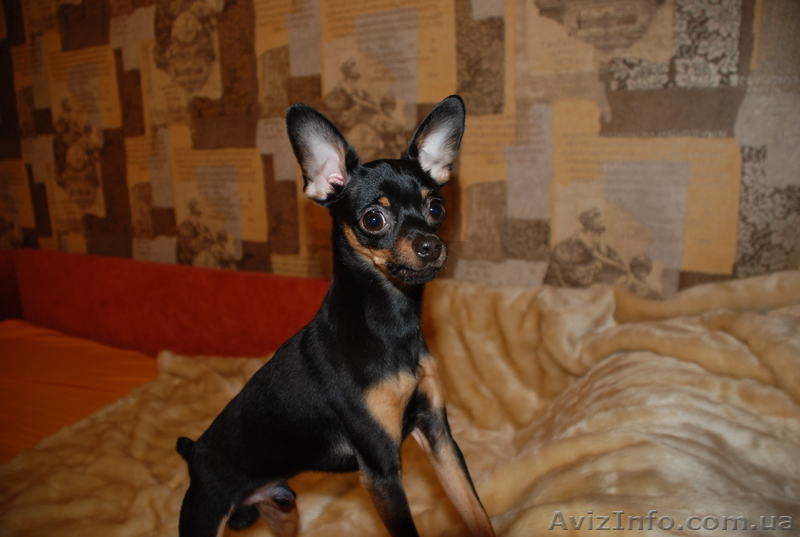 Кобель той-терьер для вязки - <ro>Изображение</ro><ru>Изображение</ru> #7, <ru>Объявление</ru> #842550