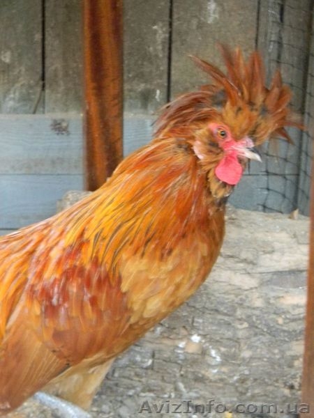 Падуаны, декоративные куры - <ro>Изображение</ro><ru>Изображение</ru> #3, <ru>Объявление</ru> #843499