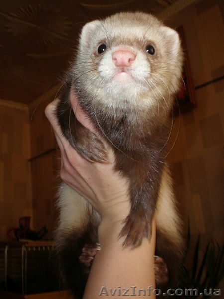 Предлогаются к резервированию хорята - <ro>Изображение</ro><ru>Изображение</ru> #1, <ru>Объявление</ru> #848450