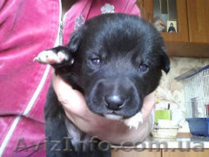 щенки ждут своих хозяев - <ro>Изображение</ro><ru>Изображение</ru> #1, <ru>Объявление</ru> #848578