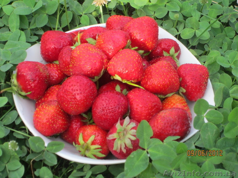 продам саженцы элитной клубники - <ro>Изображение</ro><ru>Изображение</ru> #1, <ru>Объявление</ru> #843723