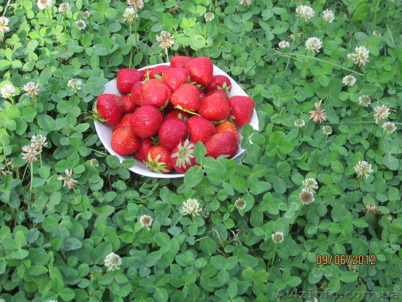 продам саженцы элитной клубники - <ro>Изображение</ro><ru>Изображение</ru> #2, <ru>Объявление</ru> #843723