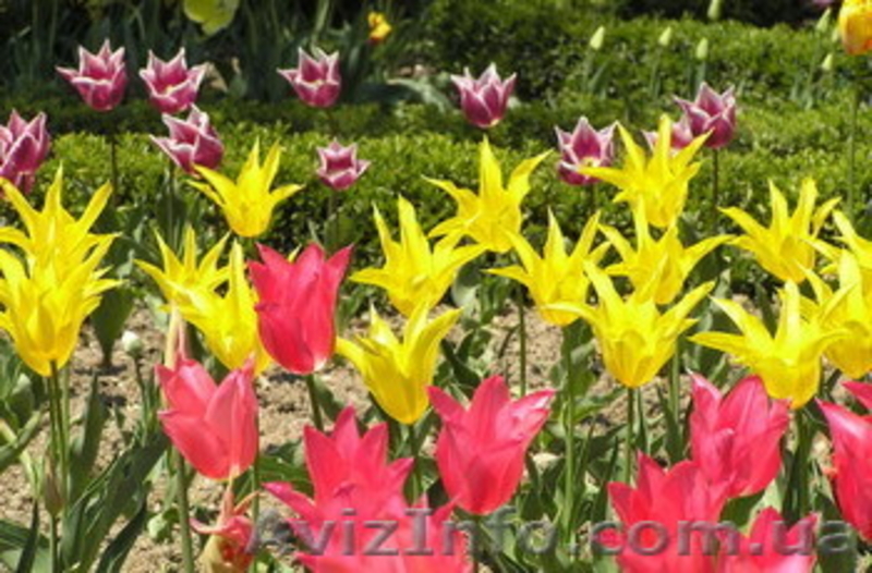 Экскурсия на Парад тюльпанов 2013 в Крым из Харькова+Вечерняя Ялта!!! - <ro>Изображение</ro><ru>Изображение</ru> #4, <ru>Объявление</ru> #838913