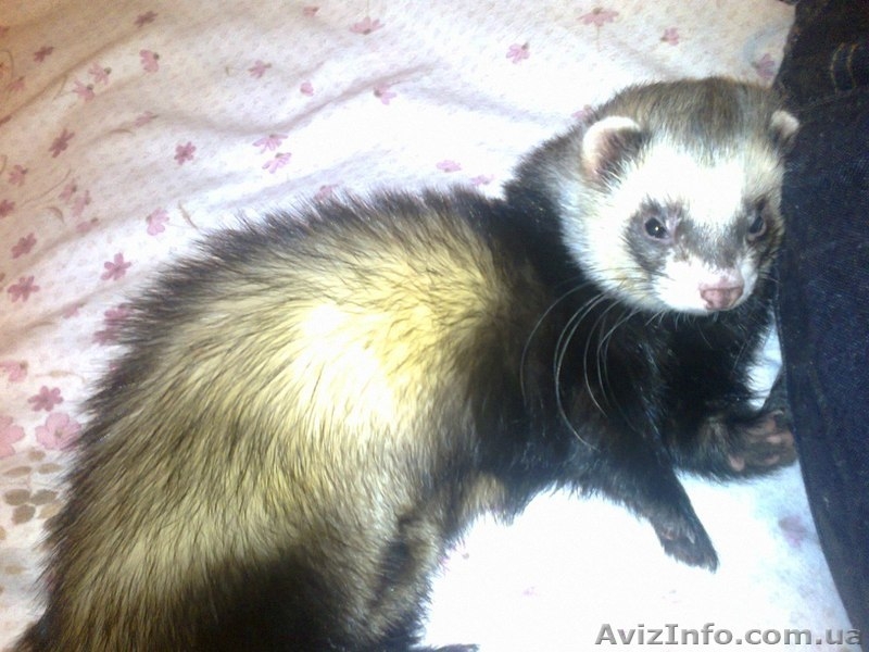 Предлогаются к резервированию хорята - <ro>Изображение</ro><ru>Изображение</ru> #3, <ru>Объявление</ru> #848450