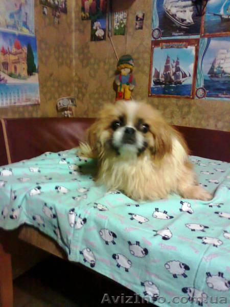 Подарите любимой на 8 Марта щенка пекинеса, доставьте ей радость! - <ro>Изображение</ro><ru>Изображение</ru> #4, <ru>Объявление</ru> #815491