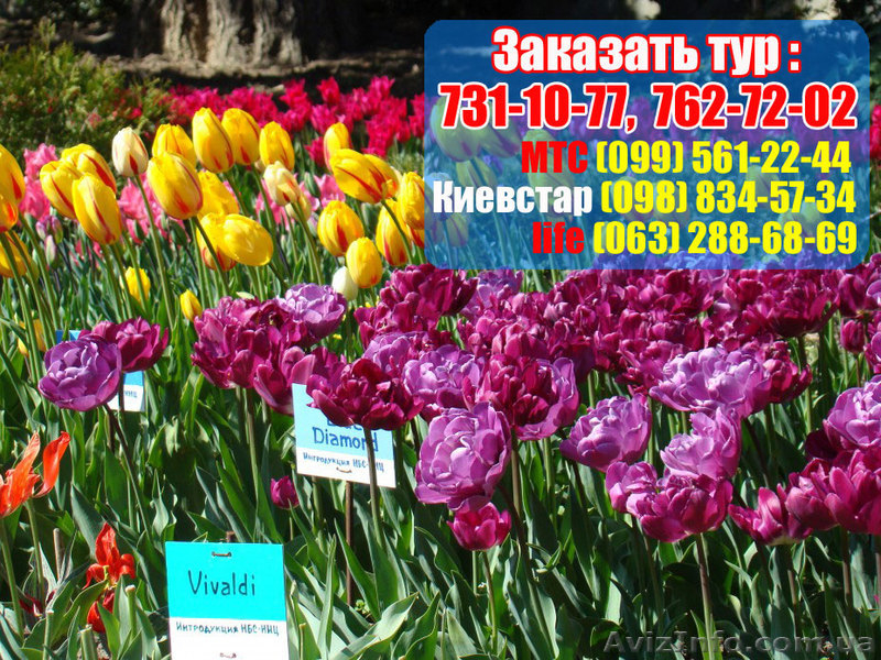 Экскурсия на Парад тюльпанов 2013 в Крым из Харькова+Вечерняя Ялта!!! - <ro>Изображение</ro><ru>Изображение</ru> #3, <ru>Объявление</ru> #838913