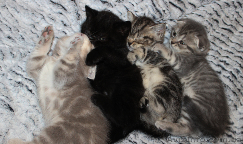 Котята редких окрасов, скотиш фолд и скотиш страйт - <ro>Изображение</ro><ru>Изображение</ru> #1, <ru>Объявление</ru> #855930