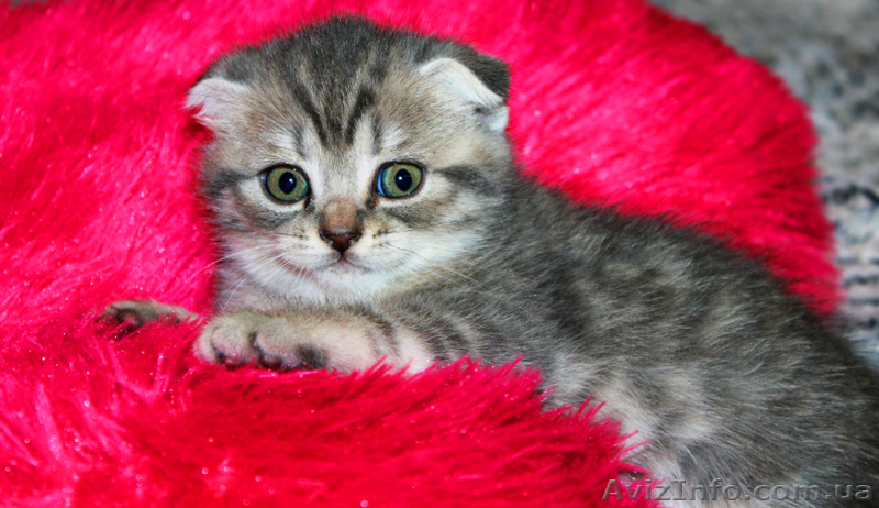Котята редких окрасов, скотиш фолд и скотиш страйт - <ro>Изображение</ro><ru>Изображение</ru> #2, <ru>Объявление</ru> #855930