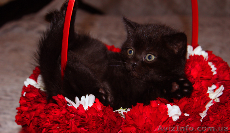 Котята редких окрасов, скотиш фолд и скотиш страйт - <ro>Изображение</ro><ru>Изображение</ru> #4, <ru>Объявление</ru> #855930