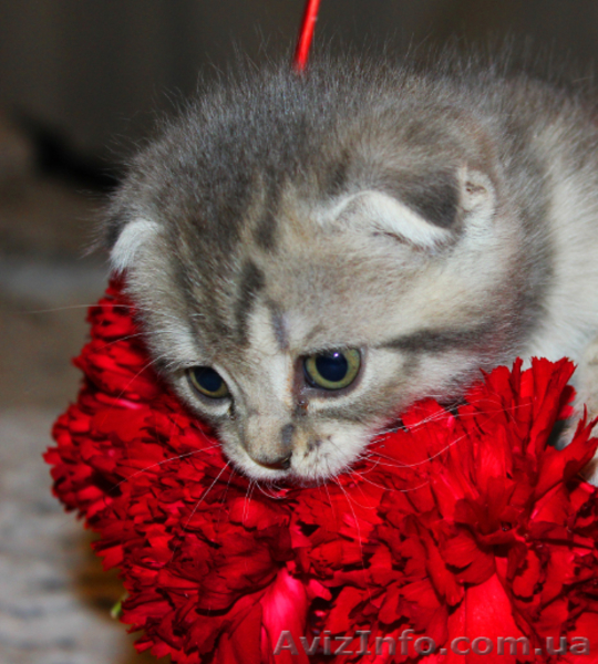 Котята редких окрасов, скотиш фолд и скотиш страйт - <ro>Изображение</ro><ru>Изображение</ru> #5, <ru>Объявление</ru> #855930