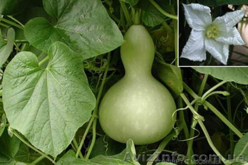 Лагенария семена 5 семян 1 гривна - <ro>Изображение</ro><ru>Изображение</ru> #3, <ru>Объявление</ru> #851863