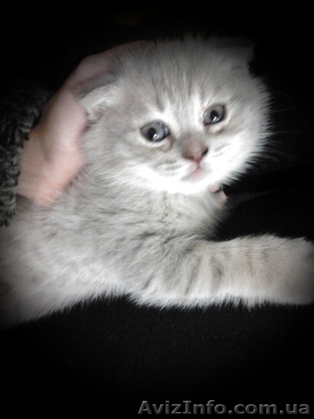 Продам котят, шотландцев и британских - <ro>Изображение</ro><ru>Изображение</ru> #1, <ru>Объявление</ru> #855984