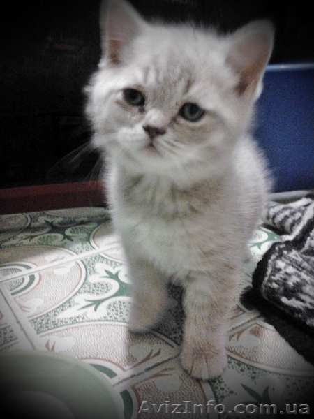Продам котят, шотландцев и британских - <ro>Изображение</ro><ru>Изображение</ru> #2, <ru>Объявление</ru> #855984
