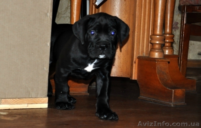 Продам плановых щенков кане корсо - <ro>Изображение</ro><ru>Изображение</ru> #4, <ru>Объявление</ru> #864201