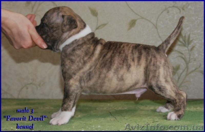 Высокопородные щенки Американского стаффтерьера  - <ro>Изображение</ro><ru>Изображение</ru> #5, <ru>Объявление</ru> #871522