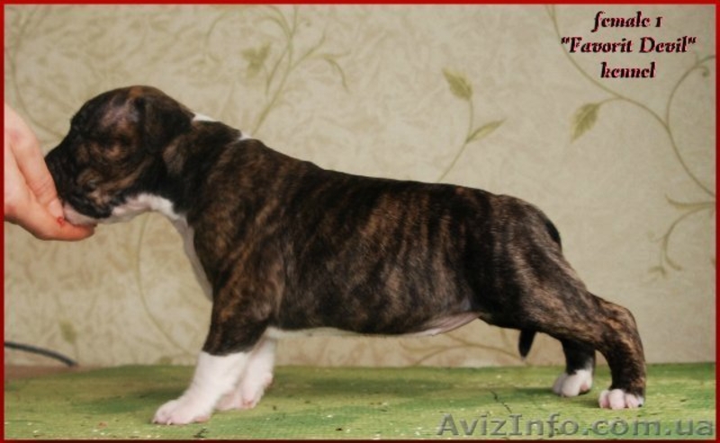 Высокопородные щенки Американского стаффтерьера  - <ro>Изображение</ro><ru>Изображение</ru> #4, <ru>Объявление</ru> #871522