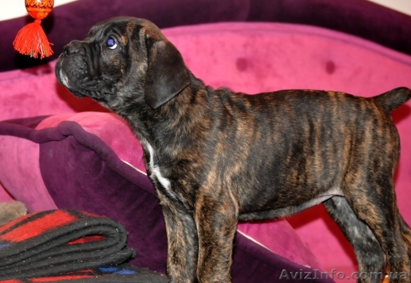 Продам плановых щенков кане корсо - <ro>Изображение</ro><ru>Изображение</ru> #7, <ru>Объявление</ru> #864201