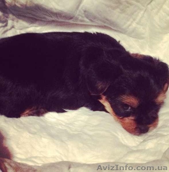 рчаровательный малюк йоркширского терьера - <ro>Изображение</ro><ru>Изображение</ru> #3, <ru>Объявление</ru> #855917