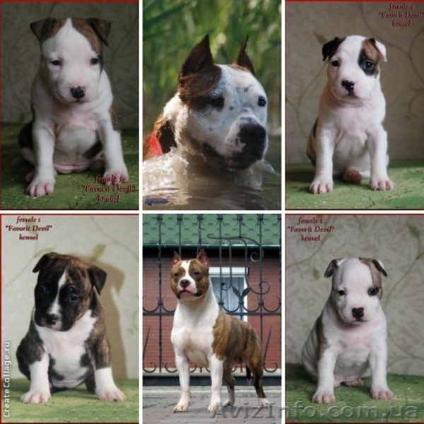 Высокопородные щенки Американского стаффтерьера  - <ro>Изображение</ro><ru>Изображение</ru> #2, <ru>Объявление</ru> #871522