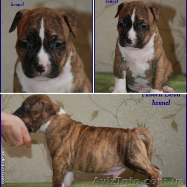 Высокопородные щенки Американского стаффтерьера  - <ro>Изображение</ro><ru>Изображение</ru> #7, <ru>Объявление</ru> #871522