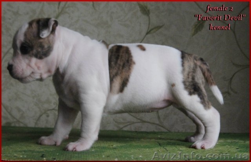 Высокопородные щенки Американского стаффтерьера  - <ro>Изображение</ro><ru>Изображение</ru> #6, <ru>Объявление</ru> #871522