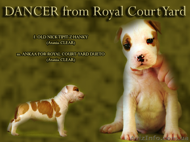 Правнуки Чемпиона Мира.щенки Американского Стаффордширского терьера,питомник,дос - <ro>Изображение</ro><ru>Изображение</ru> #2, <ru>Объявление</ru> #710039