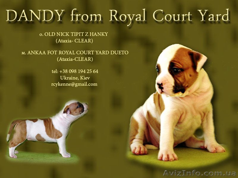Правнуки Чемпиона Мира.щенки Американского Стаффордширского терьера,питомник,дос - <ro>Изображение</ro><ru>Изображение</ru> #3, <ru>Объявление</ru> #710039