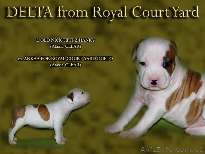 Правнуки Чемпиона Мира.щенки Американского Стаффордширского терьера,питомник,дос - <ro>Изображение</ro><ru>Изображение</ru> #5, <ru>Объявление</ru> #710039