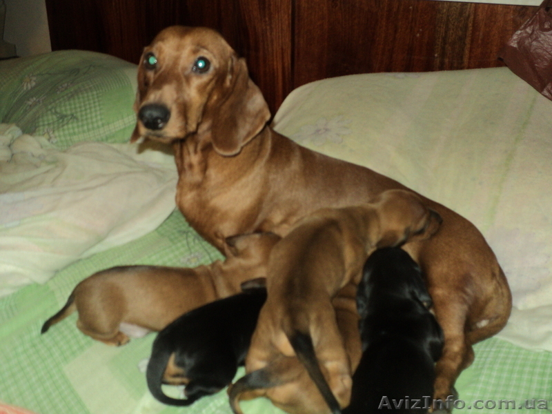 Элитные щенки таксы очаровашки - <ro>Изображение</ro><ru>Изображение</ru> #10, <ru>Объявление</ru> #855738