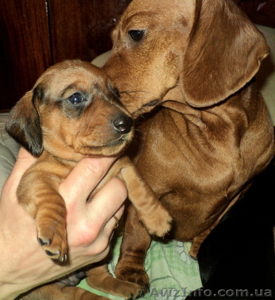 Элитные щенки таксы очаровашки - <ro>Изображение</ro><ru>Изображение</ru> #1, <ru>Объявление</ru> #855738