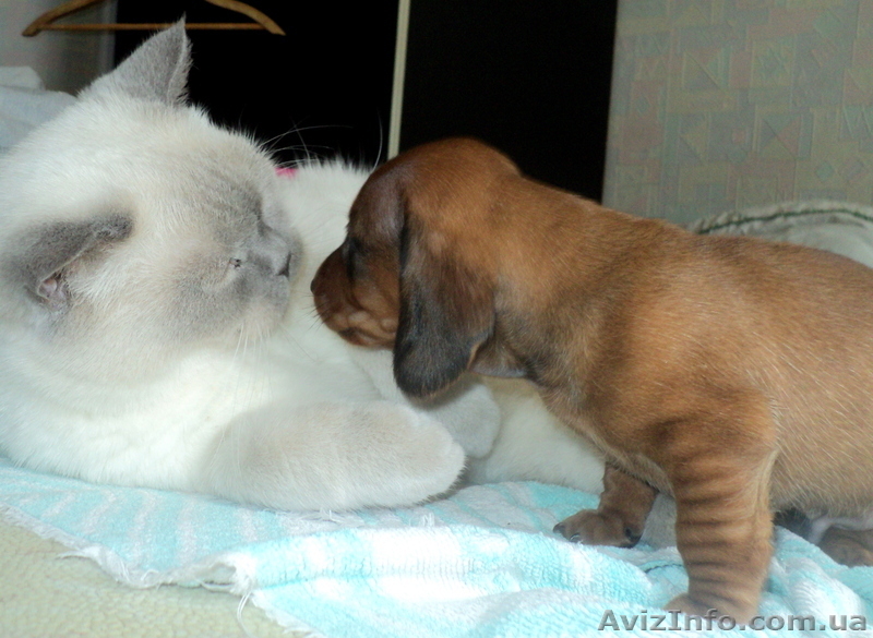 Элитные щенки таксы очаровашки - <ro>Изображение</ro><ru>Изображение</ru> #2, <ru>Объявление</ru> #855738