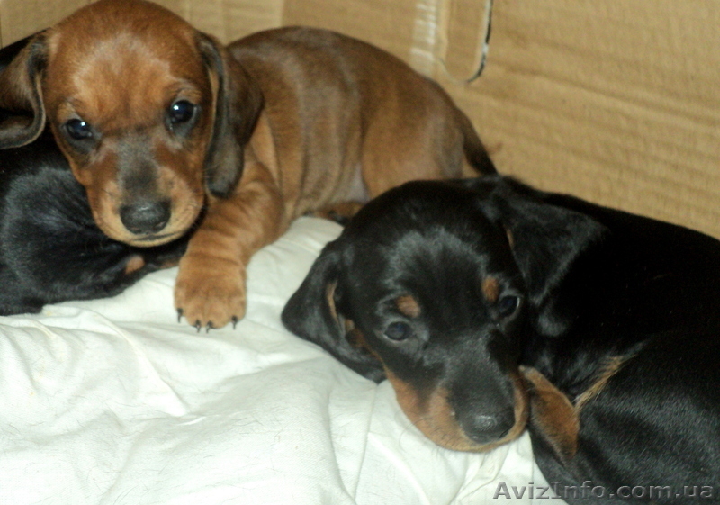 Элитные щенки таксы очаровашки - <ro>Изображение</ro><ru>Изображение</ru> #6, <ru>Объявление</ru> #855738