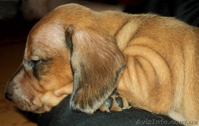 Элитные щенки таксы очаровашки - <ro>Изображение</ro><ru>Изображение</ru> #8, <ru>Объявление</ru> #855738