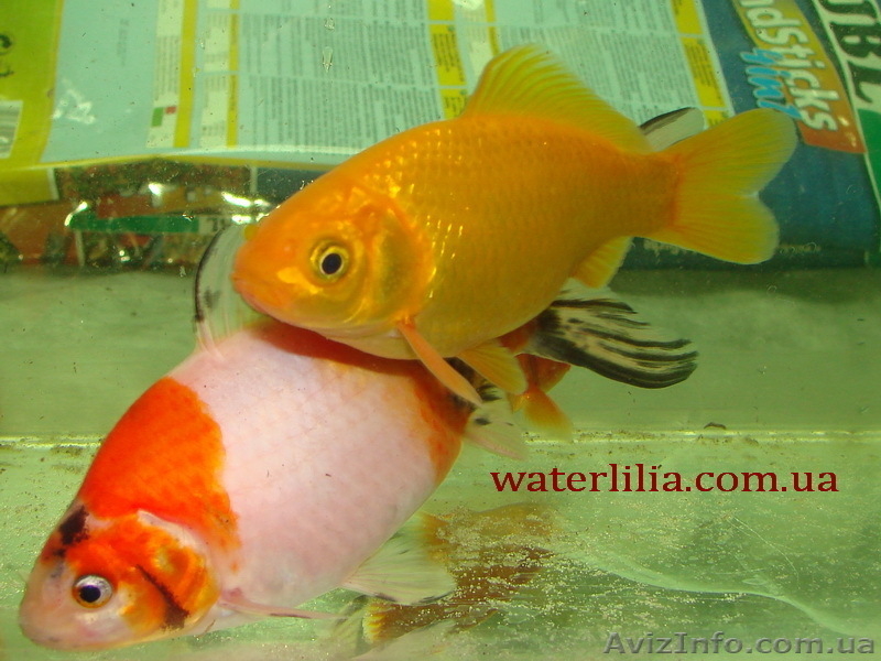 Карпы Кои,Кометы (золотые рыбки, карпы кои)  для прудов и аквариумов - <ro>Изображение</ro><ru>Изображение</ru> #5, <ru>Объявление</ru> #826747